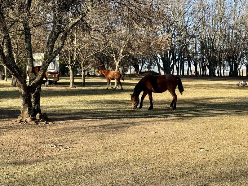 0 Bedroom Property for Sale in Harrismith Free State